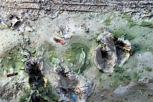 Dog footprint