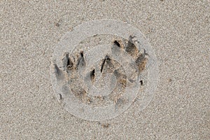 Dog footprint on the the beach