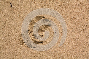 Dog footprint on the beach