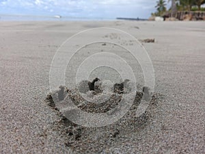 Dog footprint on beach sand