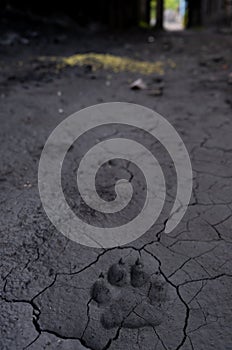 Dog footprint in black mud with charcoal