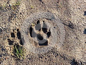 Dog footprint on ground
