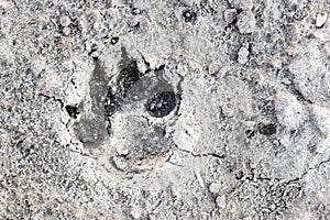 Dog footprint on the ground. Paw print of a large dog on wet ground. Close-up