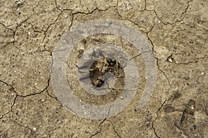 Dog footprint in the mud