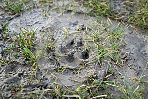 Dog footprint in the mud. Slovakia