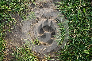 Psia stopa v blate. Slovensko