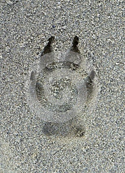 Dog footprint on the sand