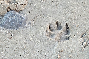 Dog footprint on sand beach with sea rock background and wetland