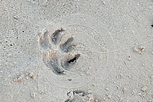 A dog footprint on sand beach with wet ground for background backdrop