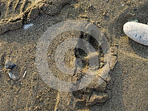 Dog footprint in the sand. The silence of the wild beach. Stones on the sandy beach. Black sand in the sun close-up. Quiet place.