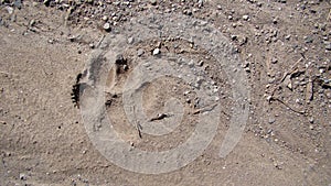 Dog footprint on the soil land Footprint dog on the earth animal track, Tracks  Dog foot prints on mud.Local dogs foot prints on e