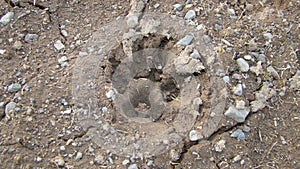 Dog footprint on the soil land Footprint dog on the earth animal track, Tracks  Dog foot prints on mud.Local dogs foot prints on e