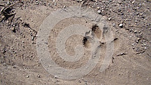 Dog footprint on the soil land Footprint dog on the earth animal track, Tracks  Dog foot prints on mud.Local dogs foot prints on e