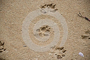 Dog footprints