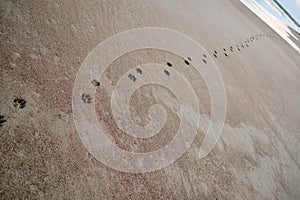 Dog footprints on the beach