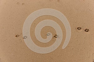 Dog footprints on the beach