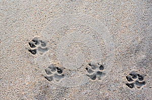 Dog footprints on the beach in the morning holiday at Ban Krut Beach, Prachuapkirikhan south of Thailand.