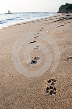 Dog footprints on the beach over the sand