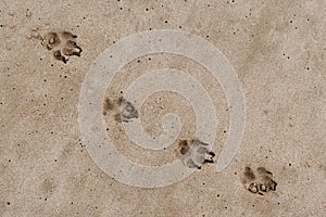 Dog footprints in the brown sand on the beach