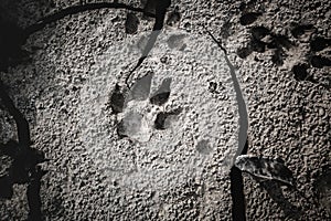 Dog footprints at the cracked ground.