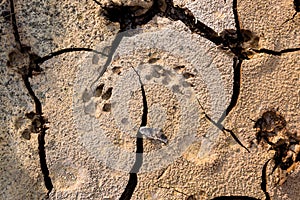 Dog footprints at the cracked ground.