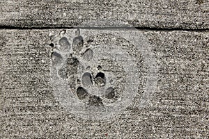 Dog footprints printed in sidewalk concrete