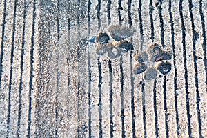 Dog footprints printed in sidewalk concrete cement animal