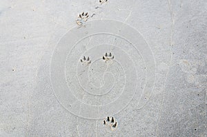 Dog footprints on the sand