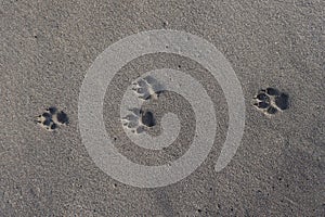 Dog footprints in sand