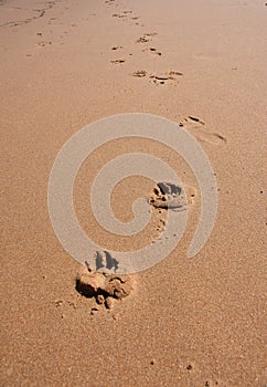 Dog footprints in the sand.