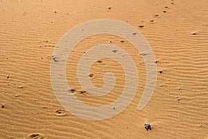 Dog footprints in the sand