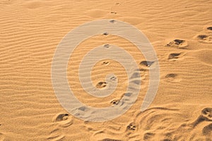 Dog footprints in the sand