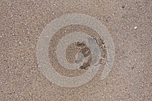 Dog footprints on a sand beach