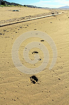 Dog footprints in the sand in Ha Pak Nai, Yuen Long, Hong Kong