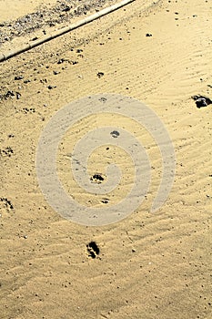 Dog footprints in the sand in Ha Pak Nai, Yuen Long, Hong Kong