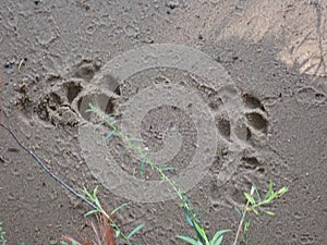 Dog footprints in the sand by t he pond photo