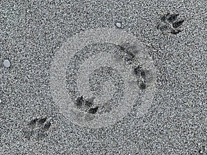 Dog footprints in the sea sand. Background texture: summer beach walks. Animal footprint on the sandy seashore