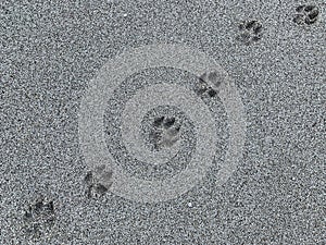 Dog footprints in the sea sand. Background texture: summer beach walks. Animal footprint on the sandy seashore