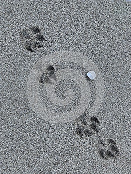 Dog footprints in the sea sand. Background texture: summer beach walks. Animal footprint on the sandy seashore