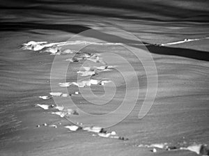 Dog footprints on the snow in black and white