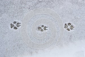 Dog footprints in the snow photo