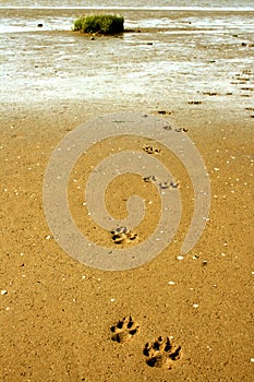 Dog footprints step on the beach