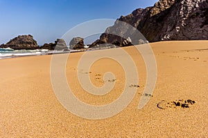 Dog footprints track along a sandy beach