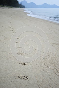 Dog footprints track along a sandy beach to the shore.dog footsteps in a sand.filtered image.selective focus.