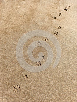 Dog footprints tracks trail on the sand of the beach in a sunny
