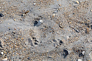 Dog footprints in wet beach sand, seashell fragments, animal care and travel background