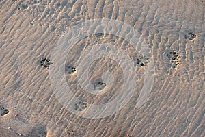 Dog footprints on a wet sand