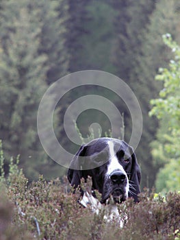Dog in forest