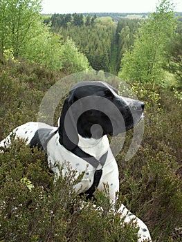 Dog in forest
