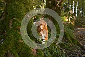 dog in Forest, A cautious Nova Scotia Duck Tolling Retriever peers